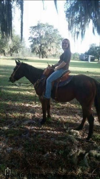 MISSING EQUINE Boogers Goldigger,  Near Clermont , FL, 34714
